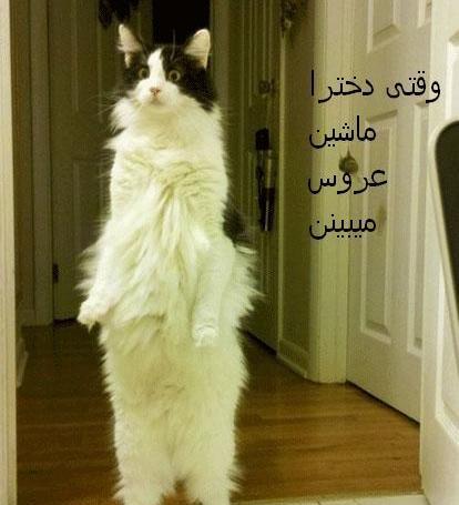 عکس های خنده دار قیافه