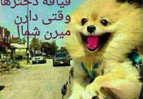 عکس های خنده دار قیافه