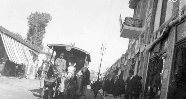عکس بزرگترین کاکتوس جهان