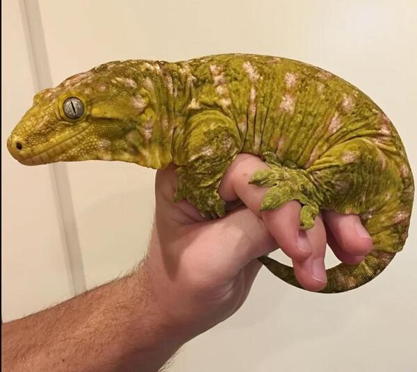 عکس گوه مارمولک