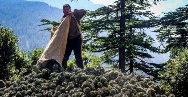 عکس چلغوز افغانستان