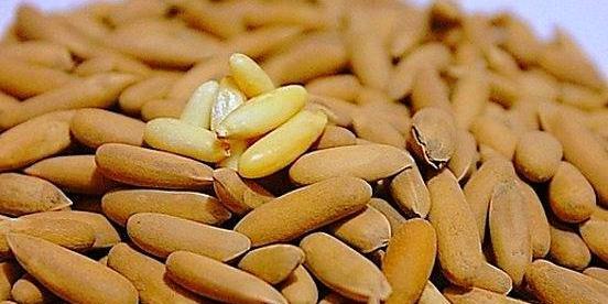 عکس چلغوز افغانستان