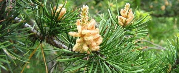 عکس چلغوز افغانستان
