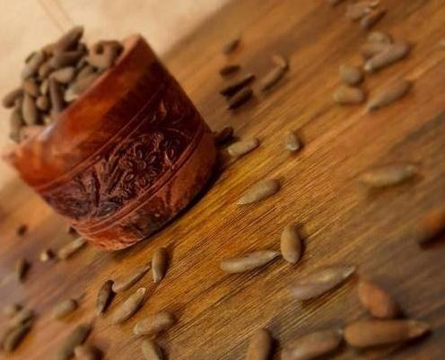 عکس چلغوز افغانستان