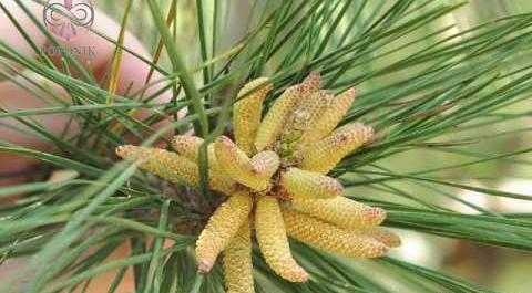 عکس چلغوز افغانستان