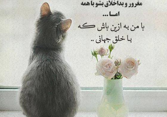 عکس استوری غرور
