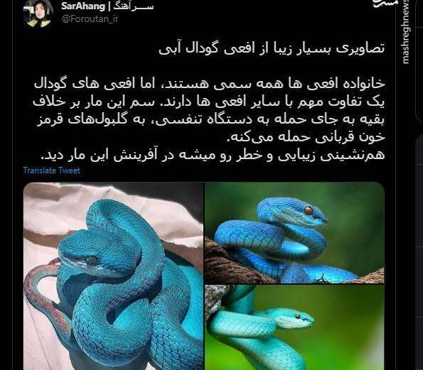 عکس مار افعی