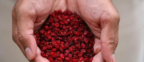 عکس زرشک خشک شده