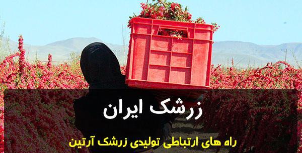 عکس زرشک خشک شده