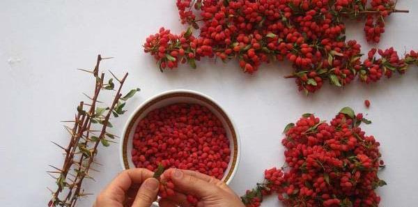 عکس زرشک خشک شده