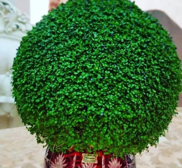 عکس سبزه ی خاکشیر