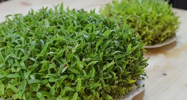 عکس سبزه ی خاکشیر
