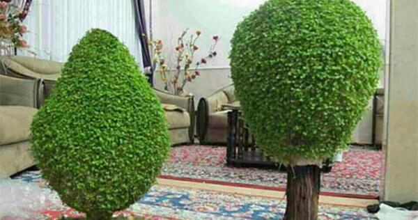 عکس سبزه ی خاکشیر