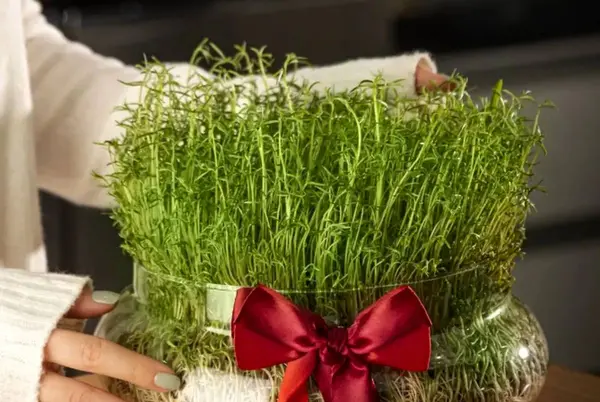 عکس سبزه ی خاکشیر