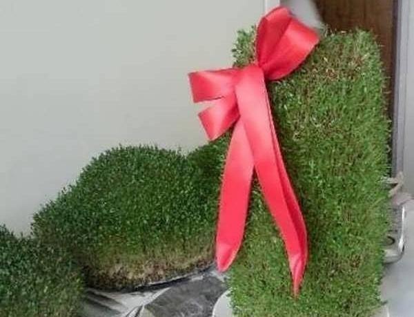 عکس سبزه ی خاکشیر