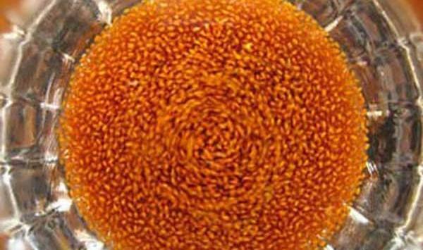 عکس سبزه ی خاکشیر