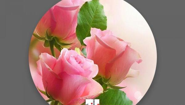 عکس گل رز افتاده روی زمین