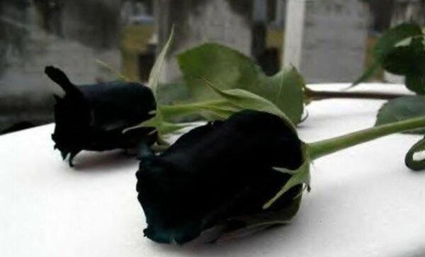 عکس گل رز افتاده روی زمین