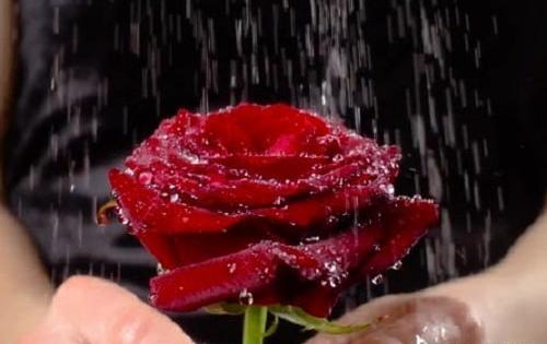 عکس گل رز افتاده روی زمین