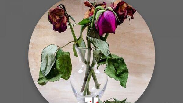 عکس گل رز افتاده روی زمین