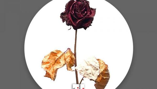 عکس گل رز افتاده روی زمین