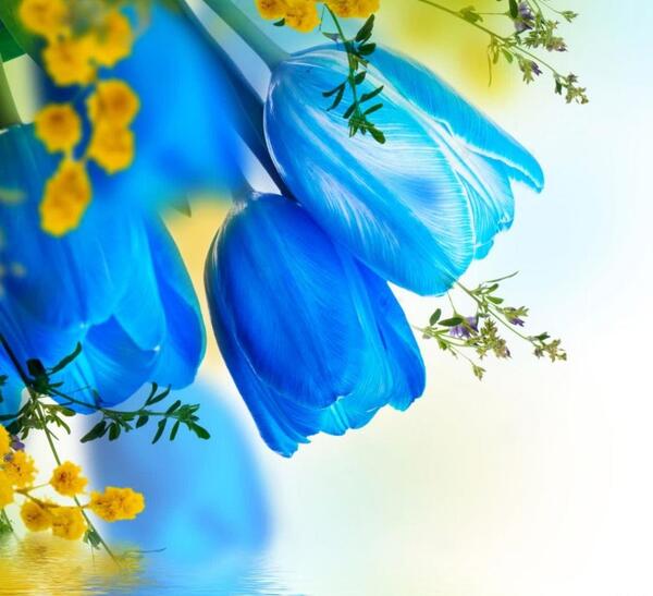 عکس پرحاشیه صبحگاهی چیست