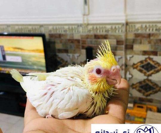 عکس پلت غذای عروس هلندی