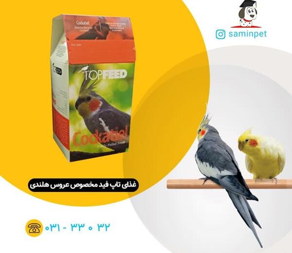 عکس پلت غذای عروس هلندی