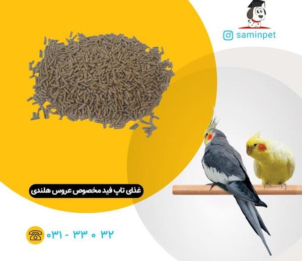 عکس پلت غذای عروس هلندی
