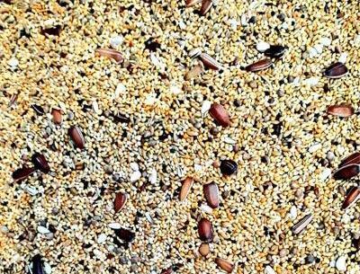عکس پلت غذای عروس هلندی