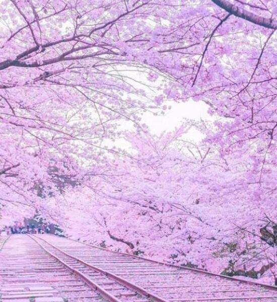 عکس طبیعت صورتی زیبا