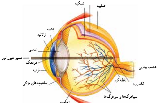عکس چشم نزدیک بین