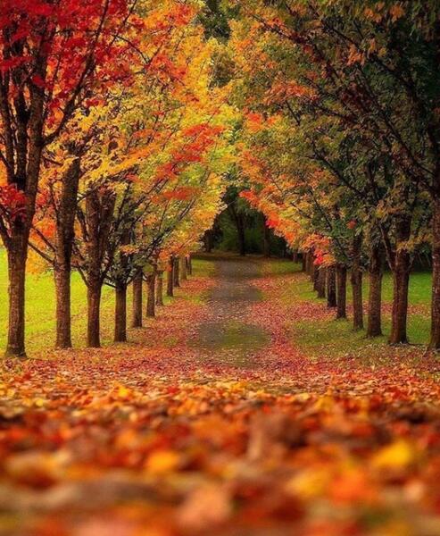 عکس طبیعت پاییزی زیبا