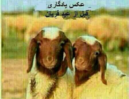 عکس عید قربان برای پروفایل