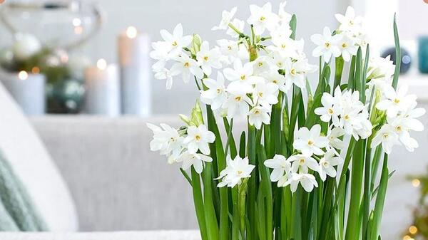 عکس انواع گل های نرگس