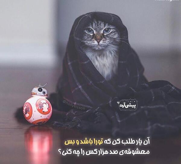 عکس نوشته باحال شاخ