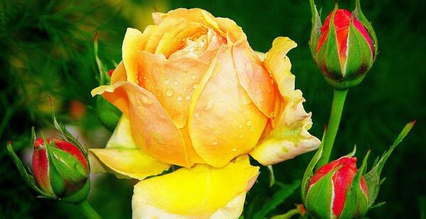 دانلود عکس های عاشقانه فوق العاده زیبا