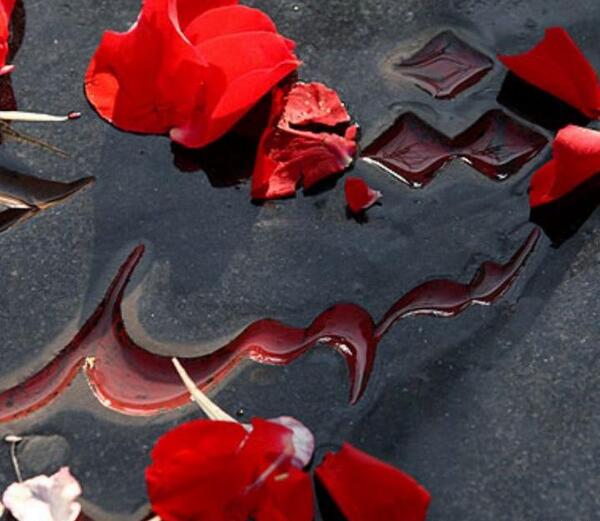 عکس گل لاله پرپر