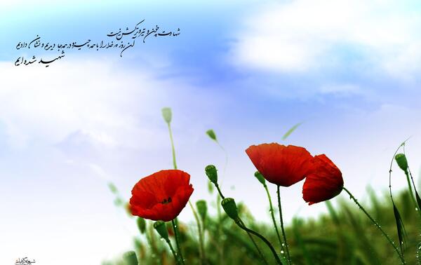 عکس گل لاله پرپر