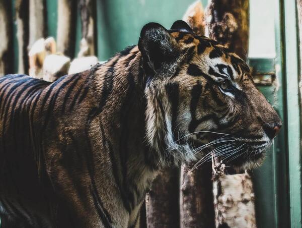عکس ببر قهرمان