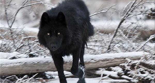 عکس از گرگ ایران