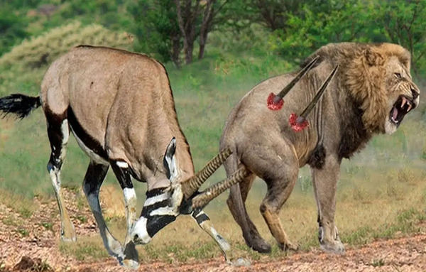 عکس نوذر آزادی