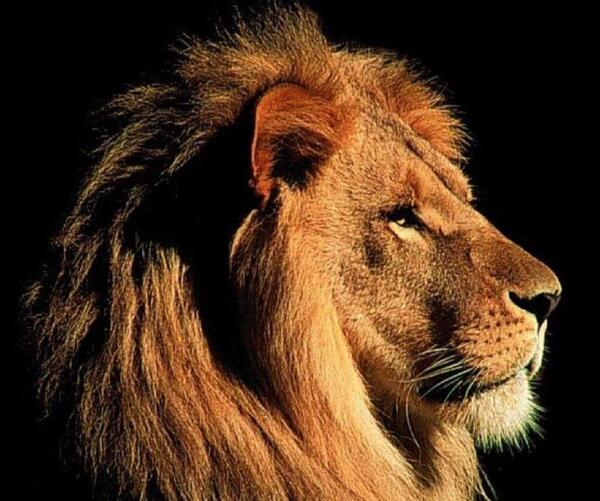 عکس برای پروفایل واتساپ شیر