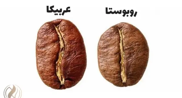 عکس قهوه روبوستا