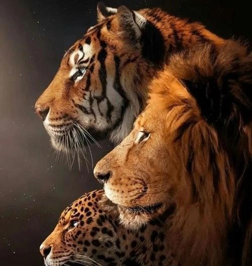 عکس ببر عاشقانه