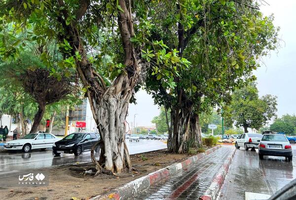 عکس داماد بندرعباس