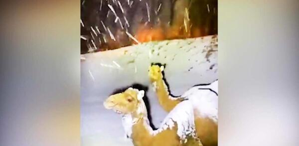 عکس برف نورآباد