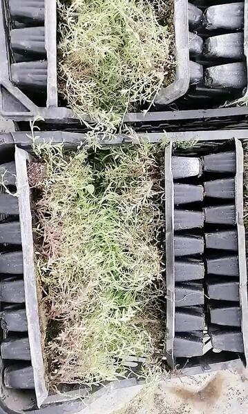 عکس آویشن زنجان، استان زنجان