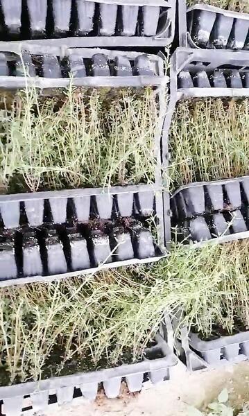 عکس آویشن زنجان، استان زنجان