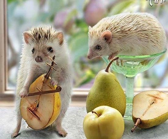 عکس جوجه تیغی مینیاتوری